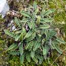 Image of Asplenium ceterach subsp. ceterach