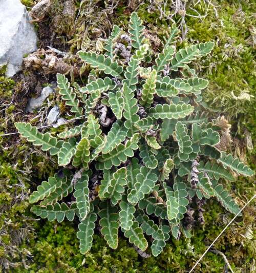 Image of Asplenium ceterach subsp. ceterach