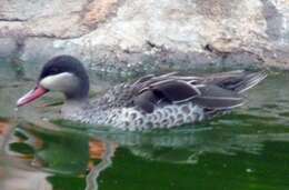 Image of Red-billed Teal