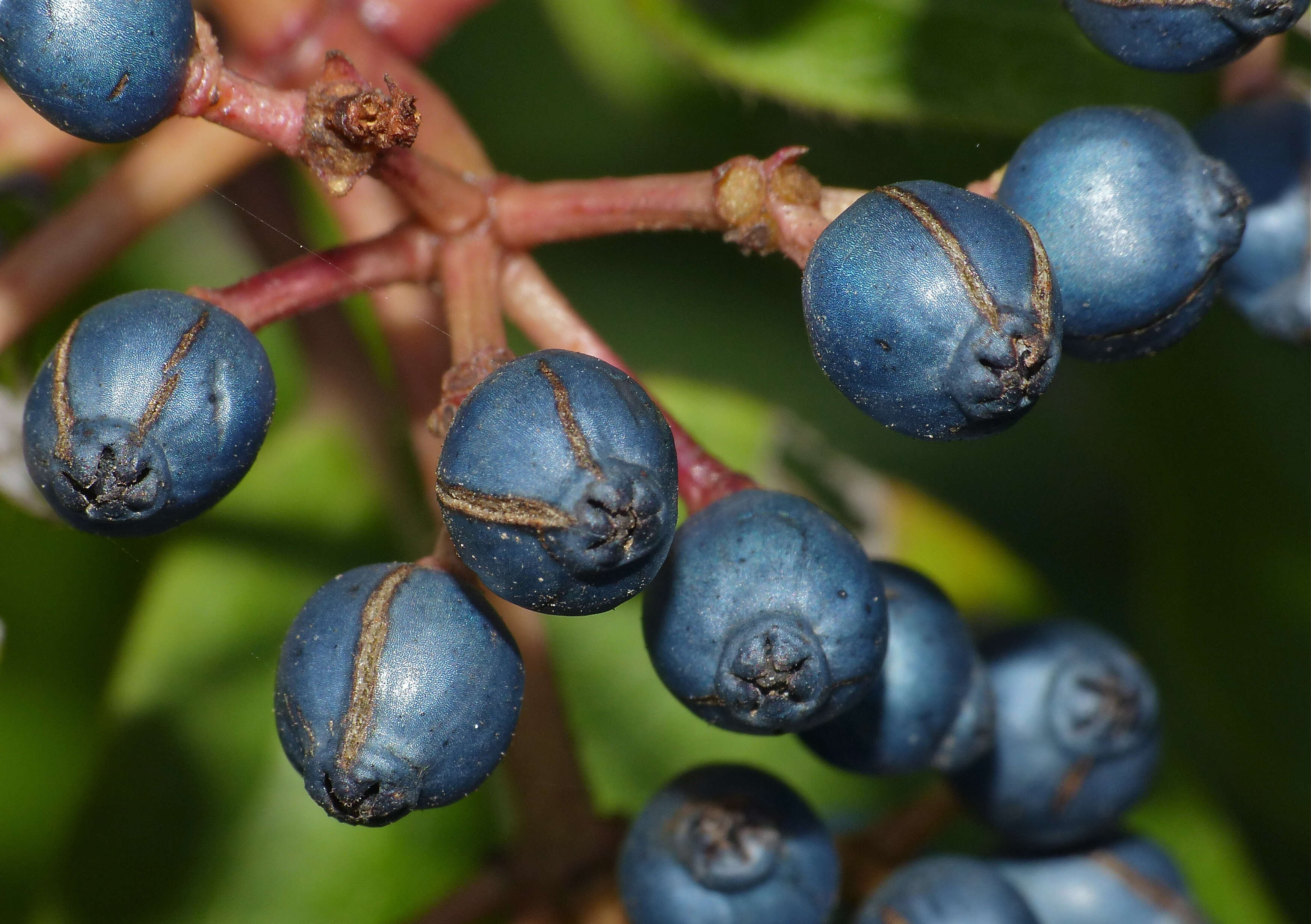 Image of Guelder Rose