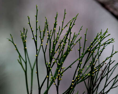 Image of Whisk Ferns