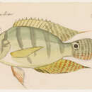 Sivun Chaetobranchus semifasciatus Steindachner 1875 kuva