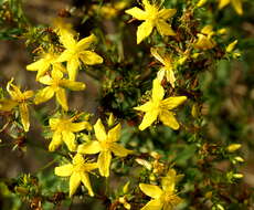 Image of St John's wort