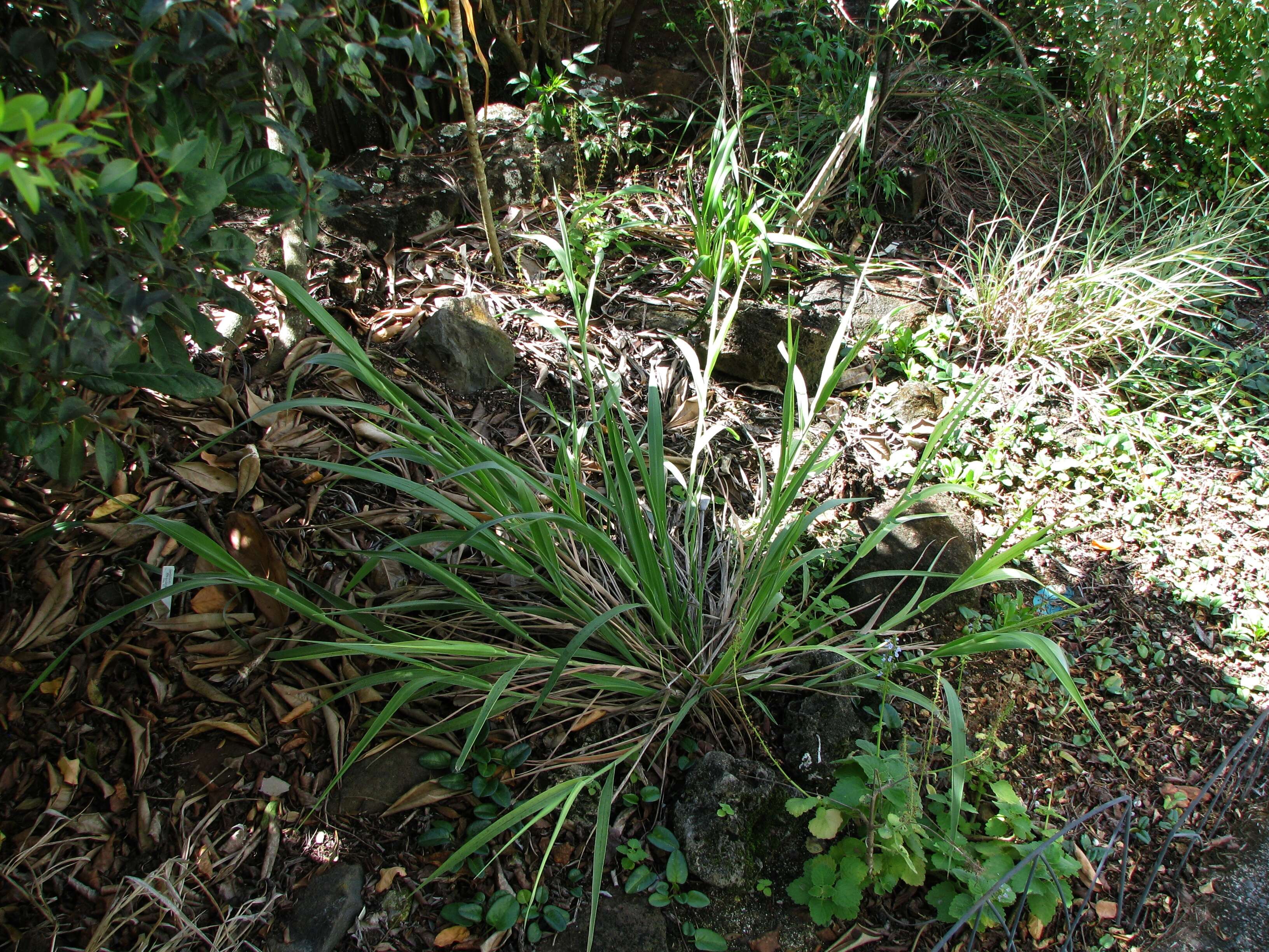 Imagem de Panicum niihauense H. St. John