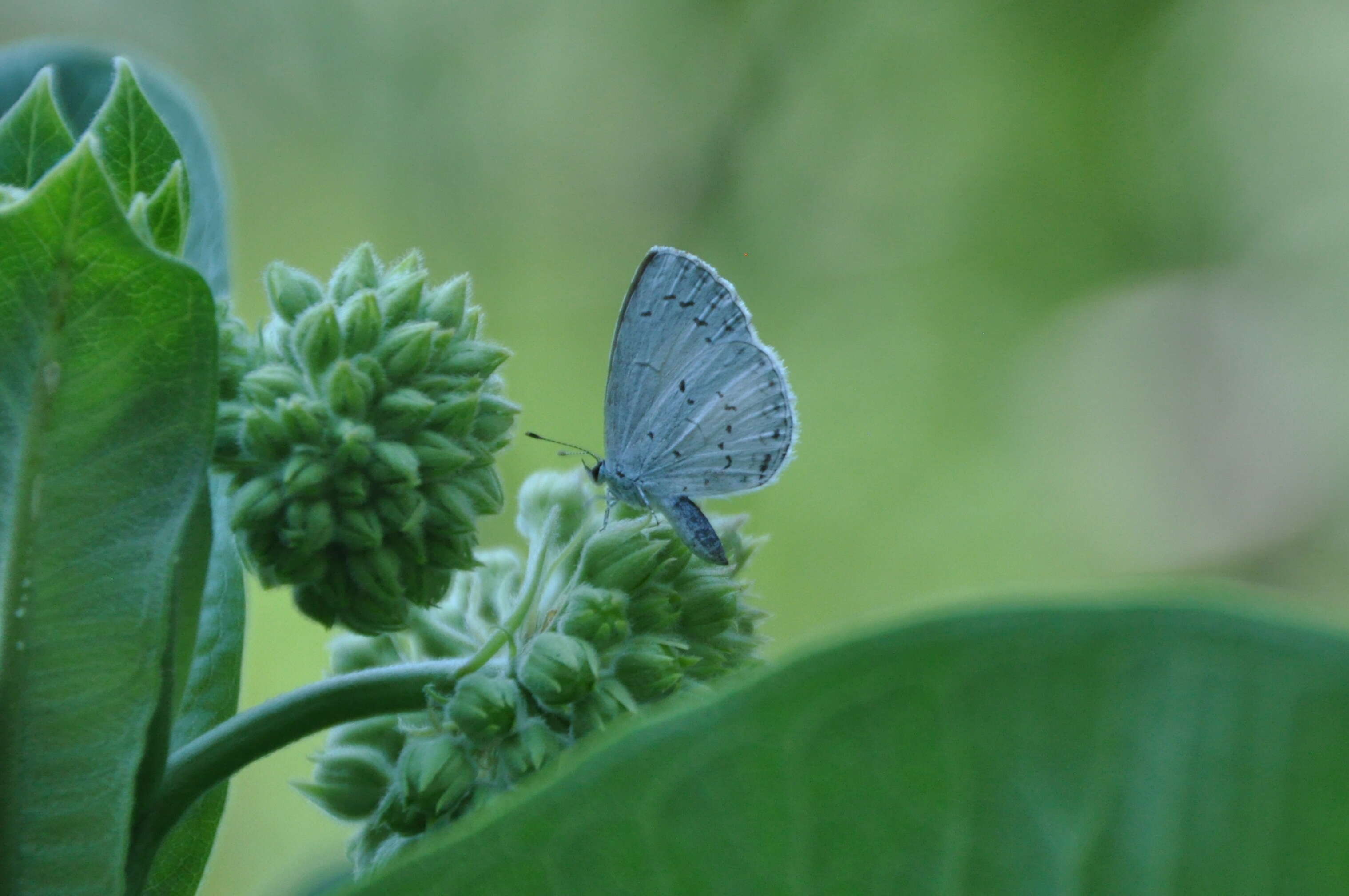 Image of Spring Azure