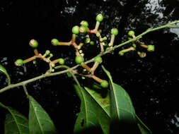 Image of Sorocea affinis Hemsl.