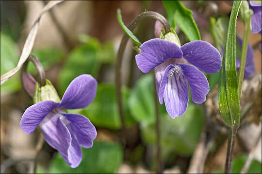 Image of Viola pinnata L.