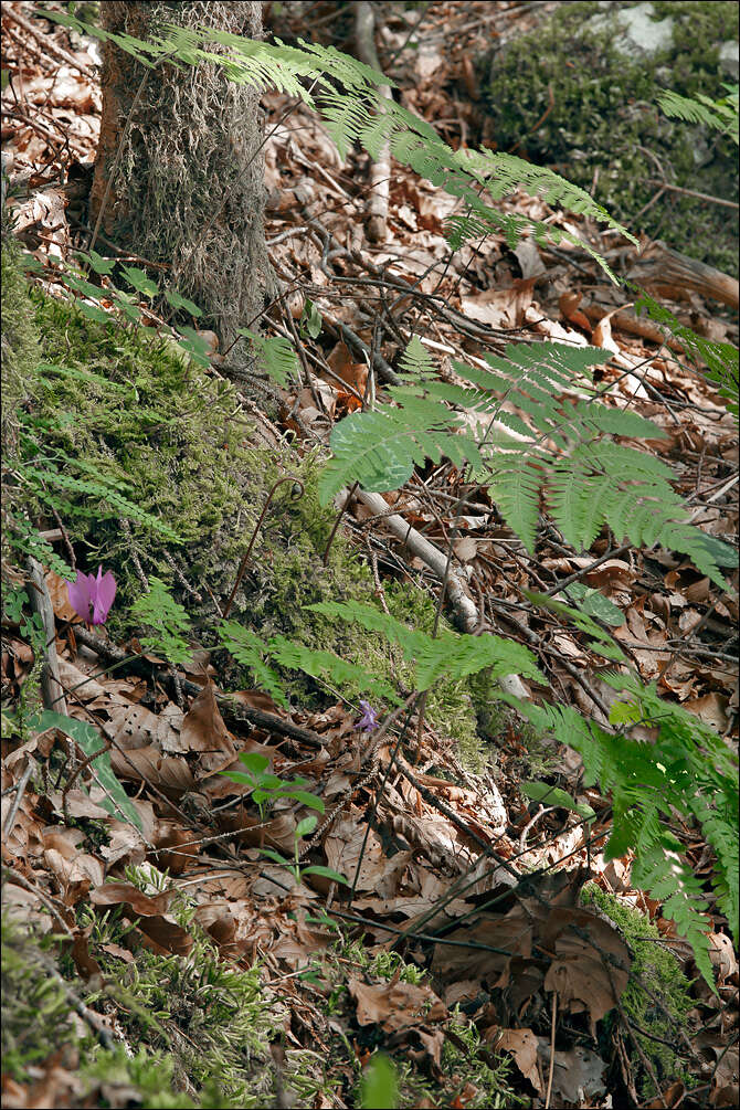 Image of oakfern