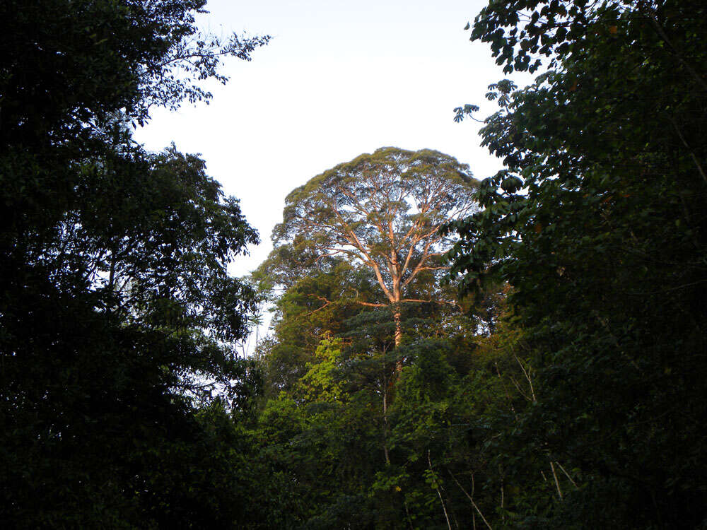 Image of Vochysia guatemalensis J. D. Smith