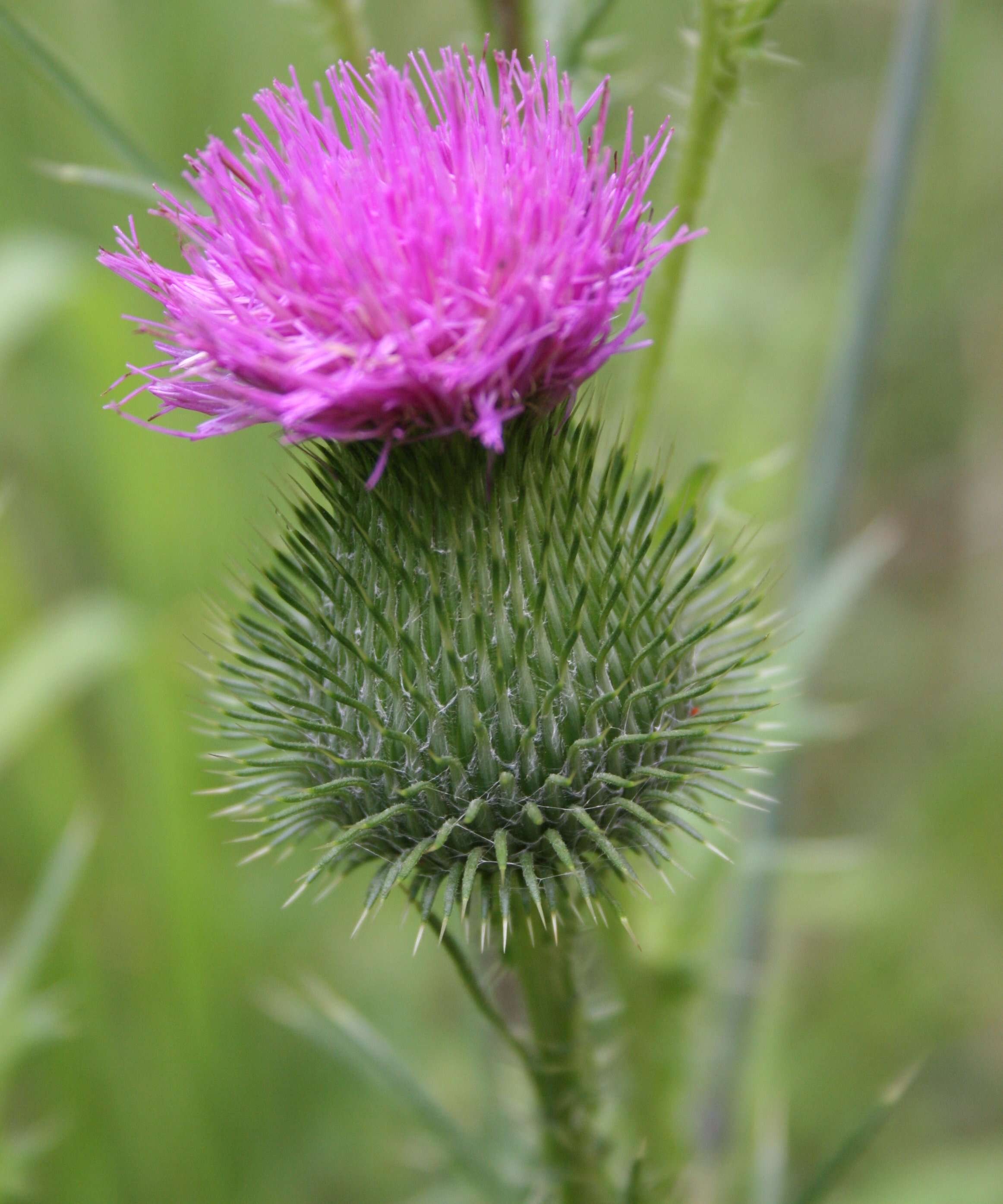 Image of Spear Thistle