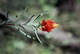 Image of Waitzia acuminata Steetz