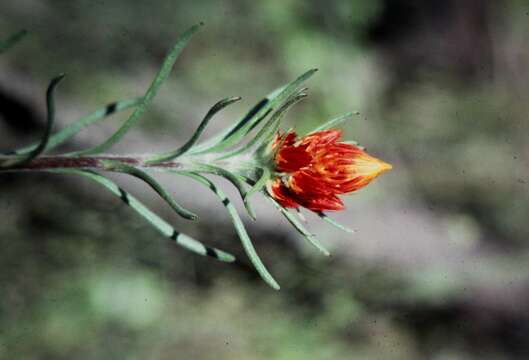 Image de Waitzia acuminata Steetz