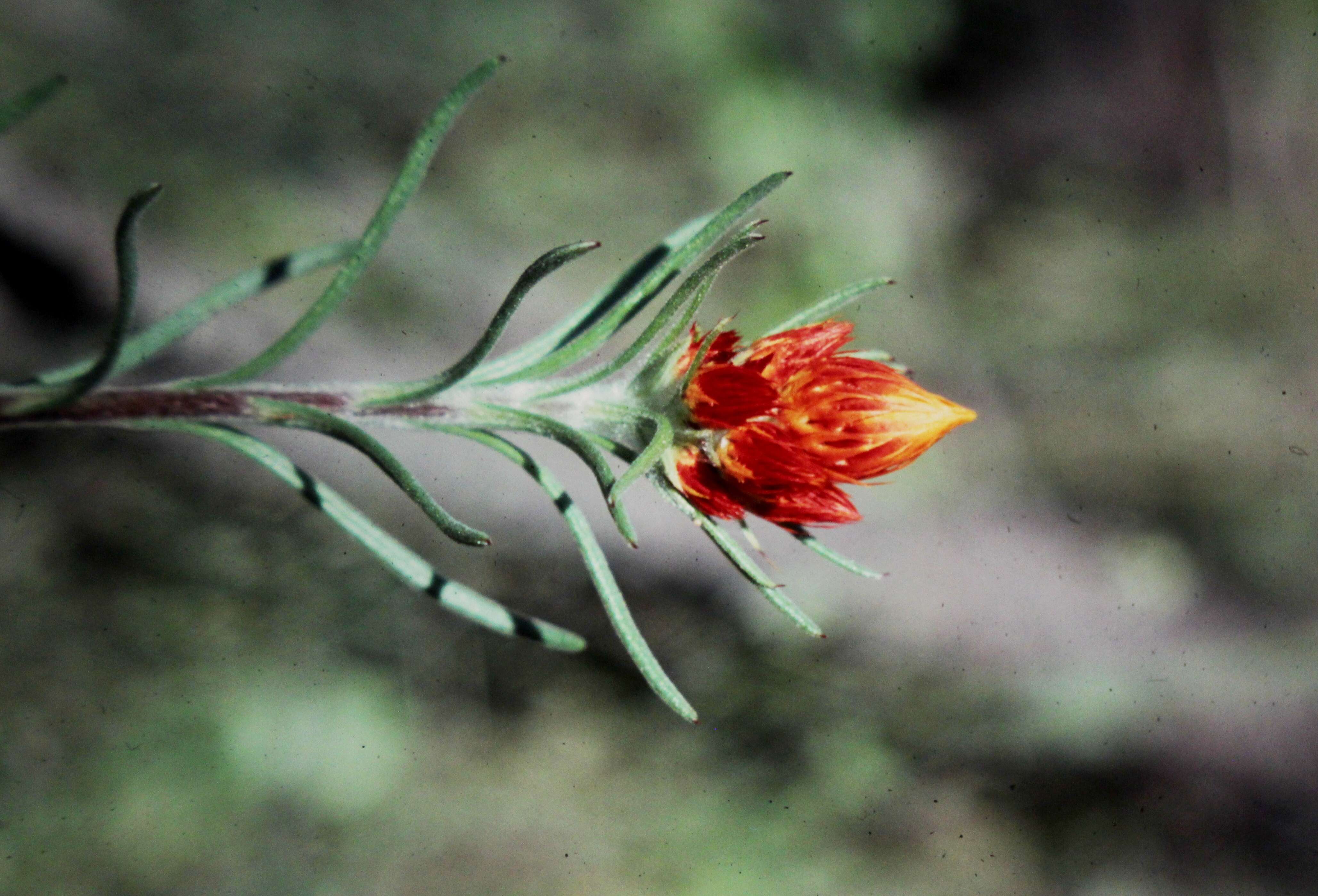 صورة Waitzia acuminata Steetz