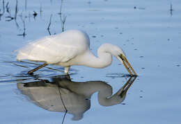 <i>Ardea modesta</i>的圖片