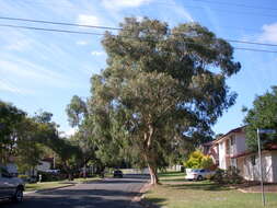 Image of Eucalyptus scoparia Maiden