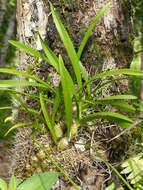 Image of lilyleaf acriopsis