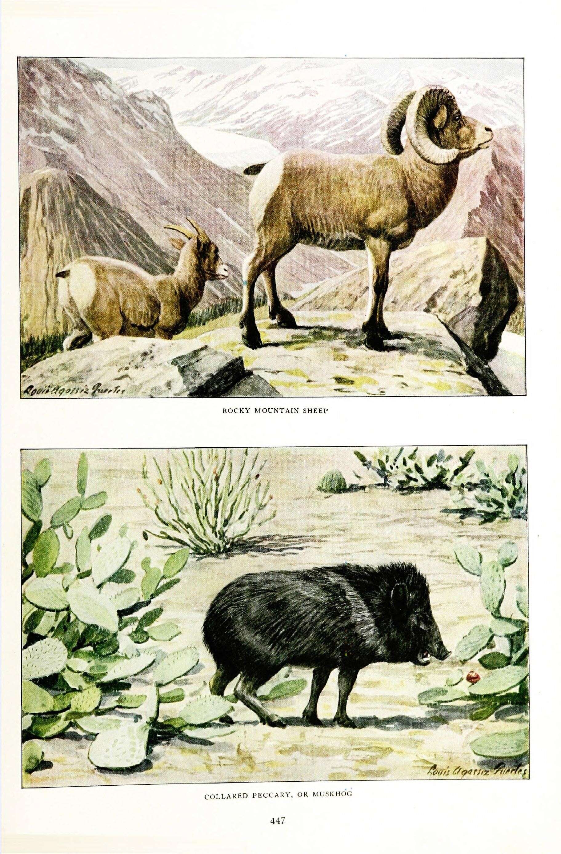 Image of bighorn sheep