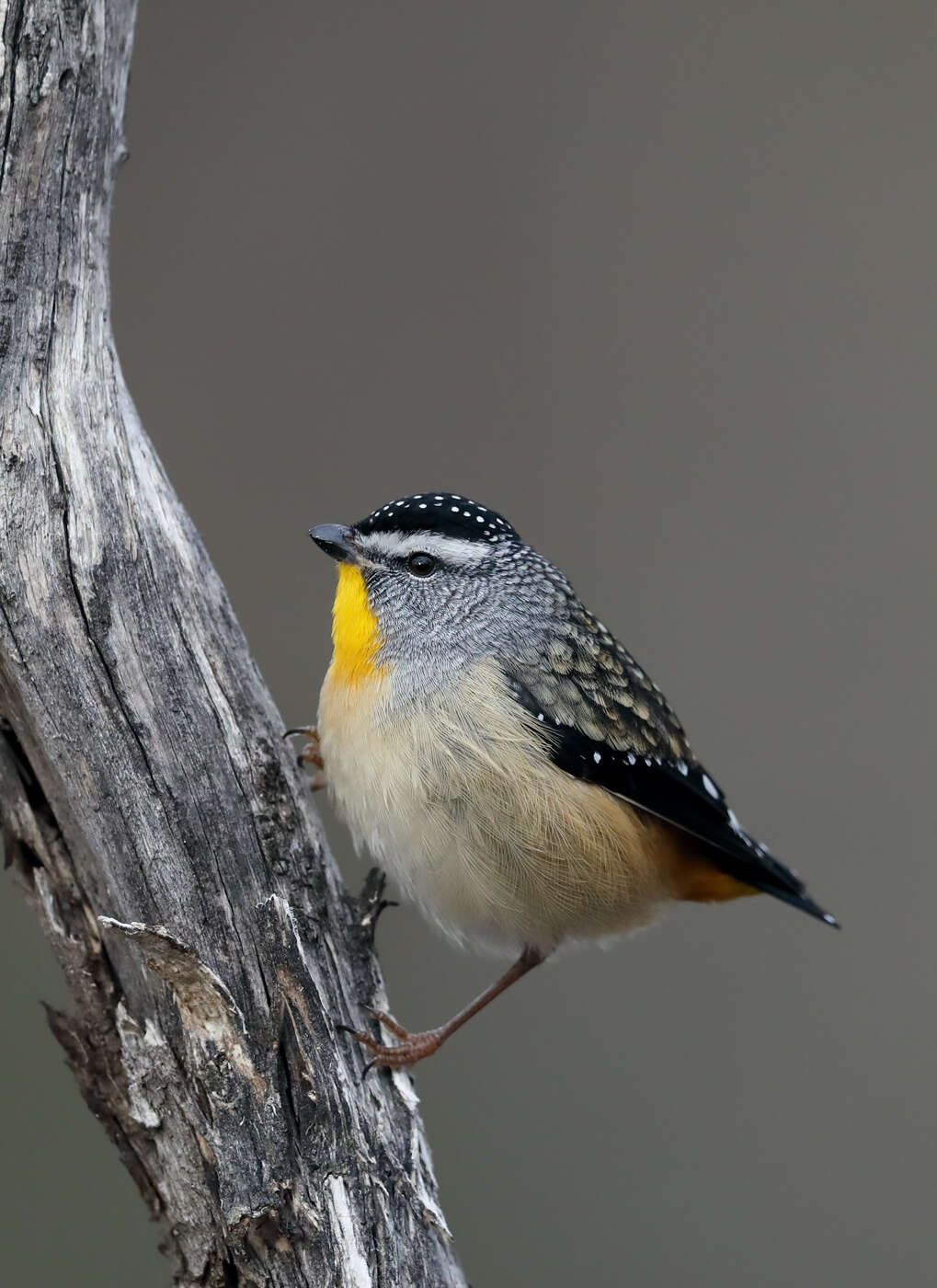 Image of Spotted Pardalote