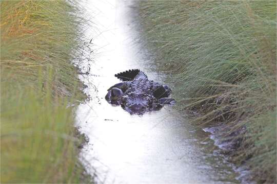 Image de Alligator