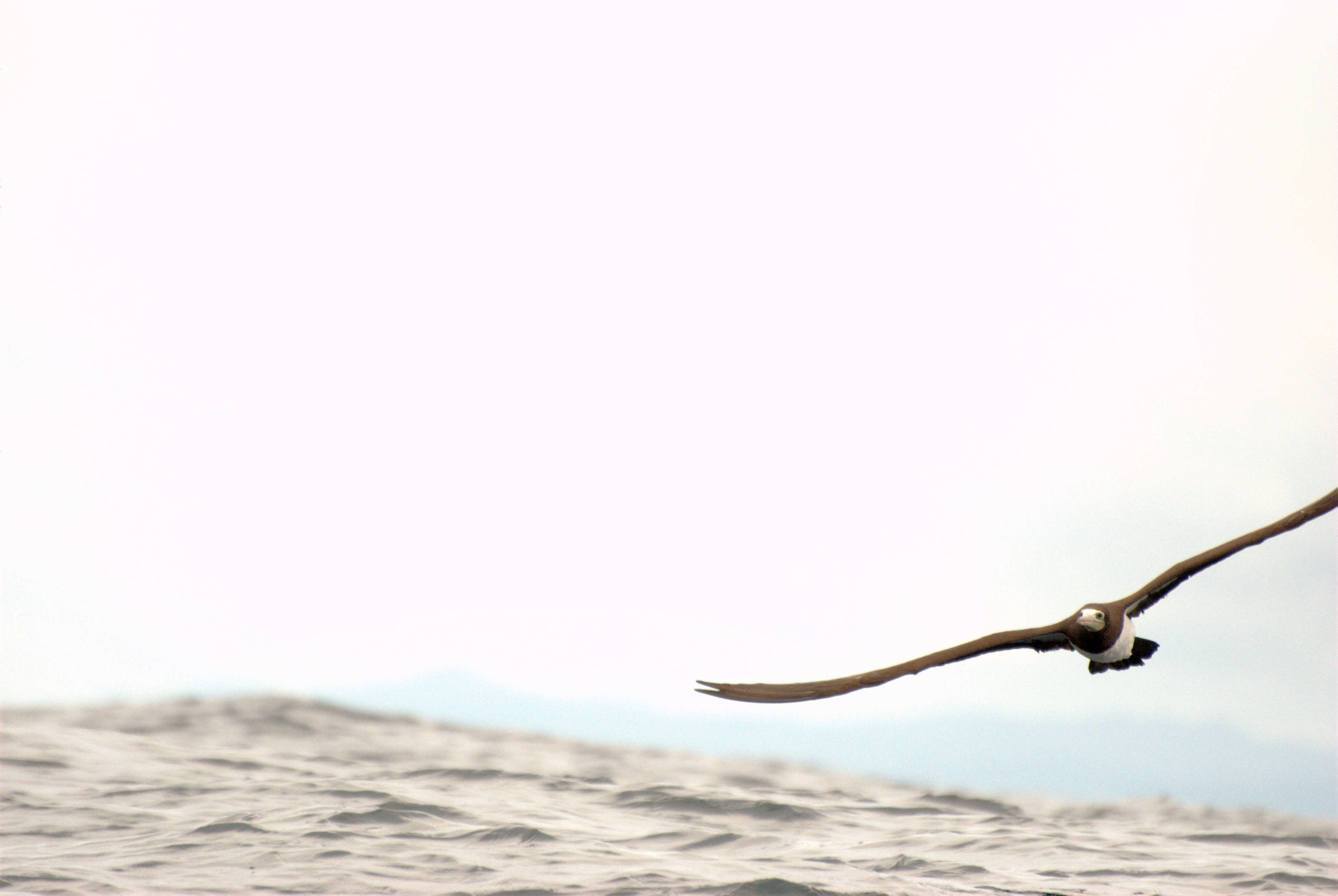 Image of gannets and boobies