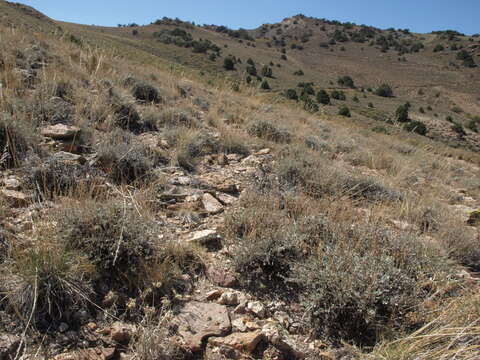 Image of black sagebrush