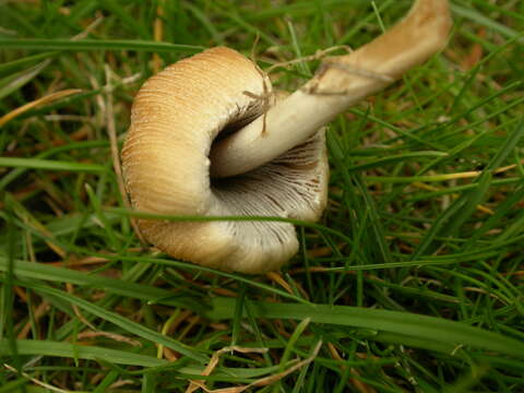 Image of Coprinellus