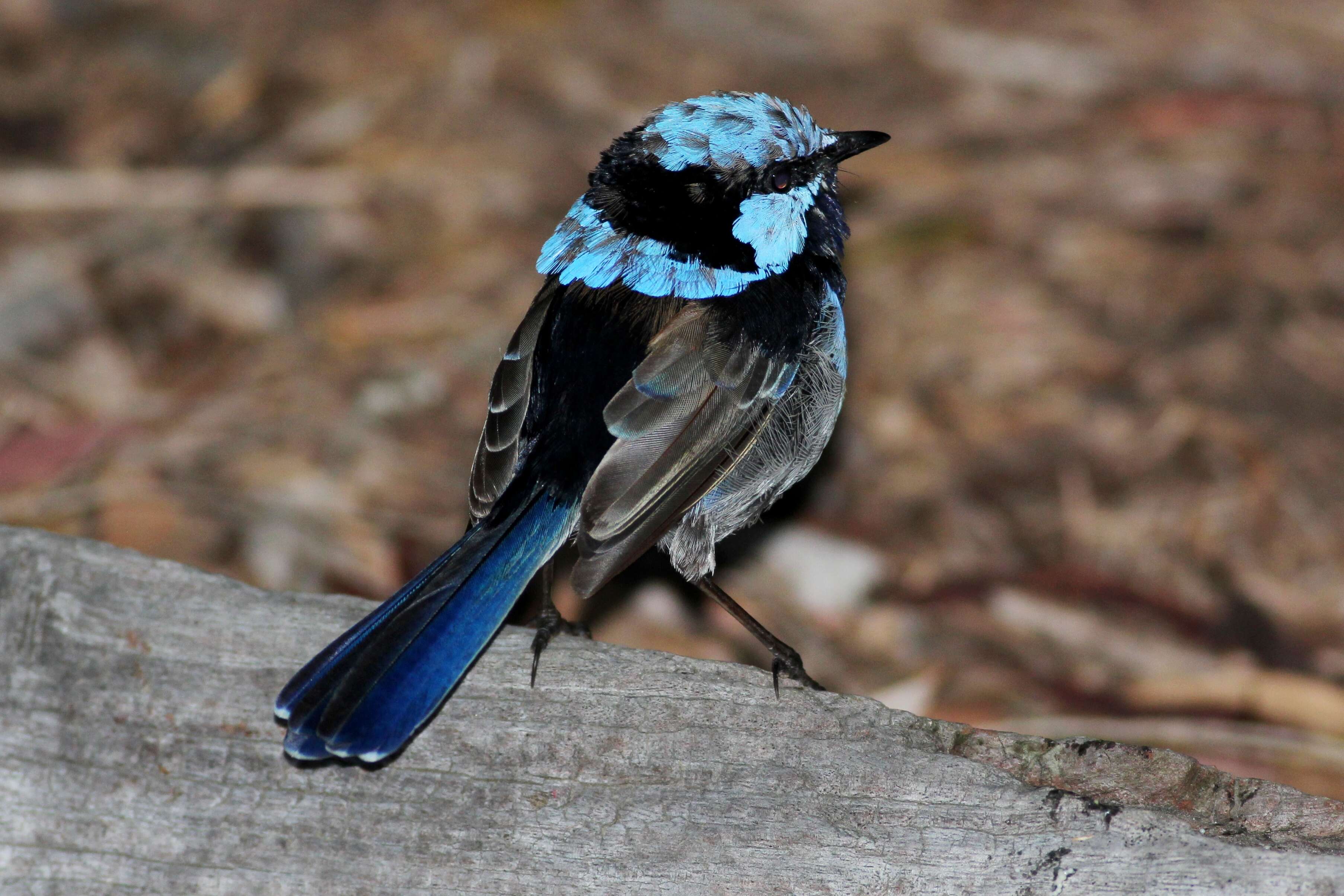 Image of fairywrens and relatives