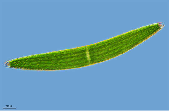 Image of Closterium lunula