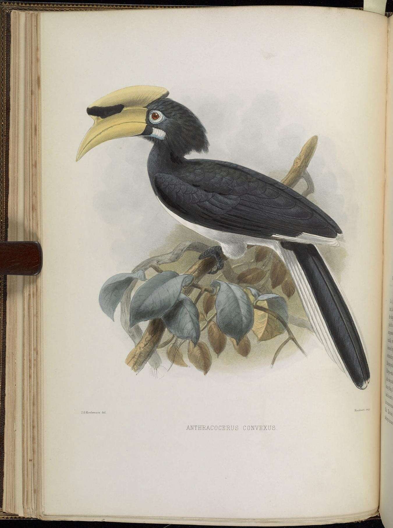 Image of Anthracoceros albirostris convexus (Temminck 1832)