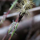 Image of plantainleaf sedge