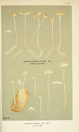 Image of Mycena filopes (Bull.) P. Kumm. 1871