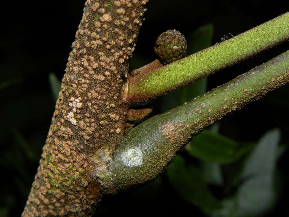 Image of Cojoba sophorocarpa (Benth. & Hook. fil.) Britton & Rose