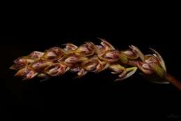 Image of Bulbophyllum morphologorum Kraenzl.