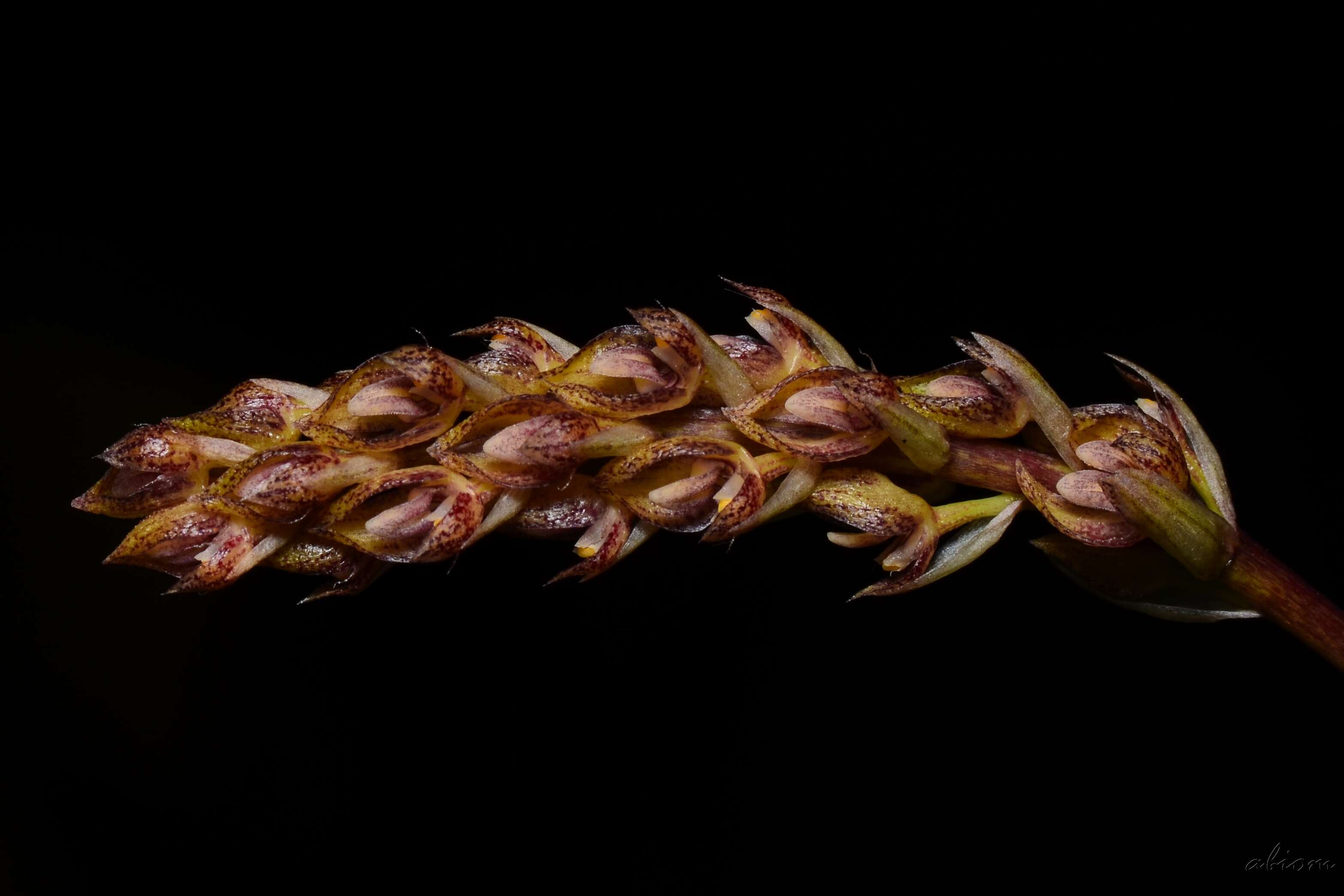 Image of Bulbophyllum morphologorum Kraenzl.