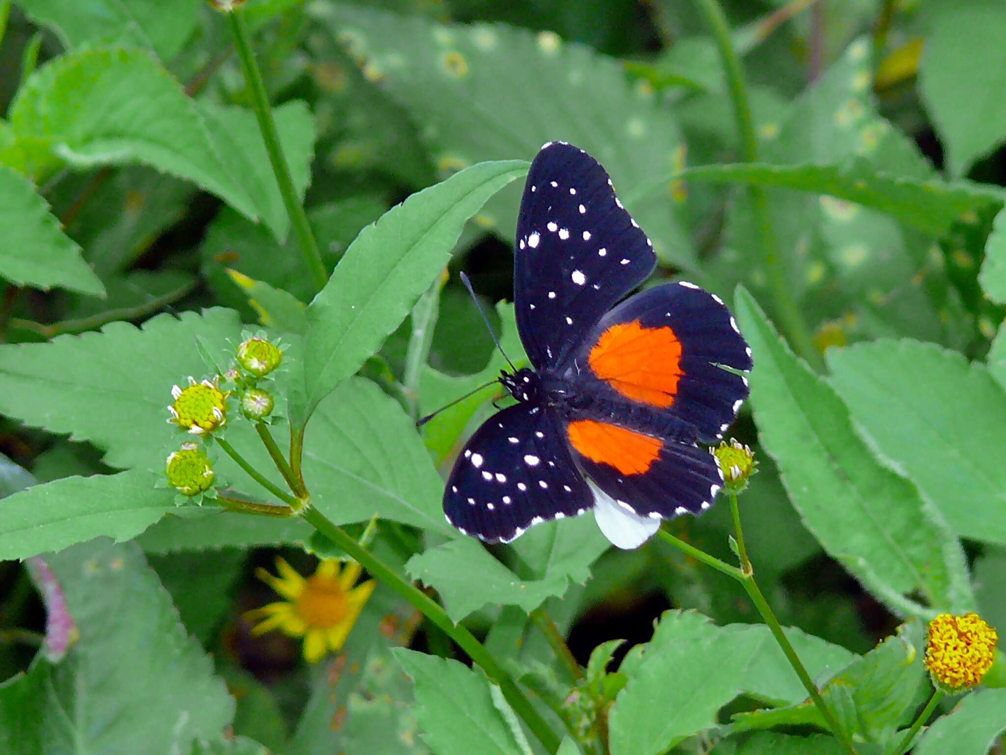 Image of Crimson Patch