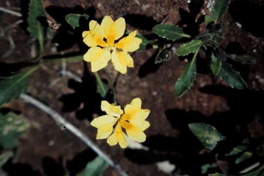 Слика од Goodenia glabra R. Br.