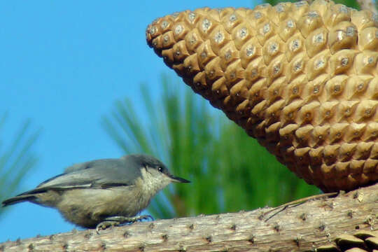 Image of Pygmy Nuthatch