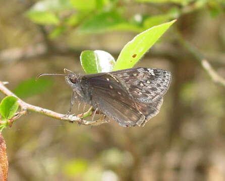 Image of Juvenal's Duskywing