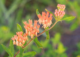 Image of milkweed