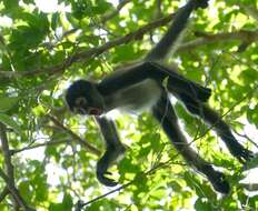 Image of Black-handed Spider Monkey