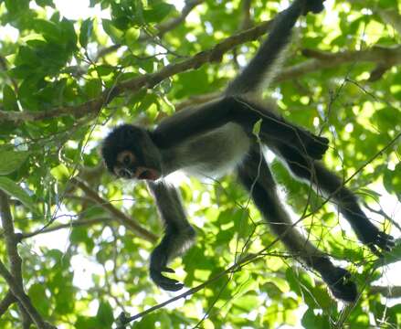 Image of Black-handed Spider Monkey