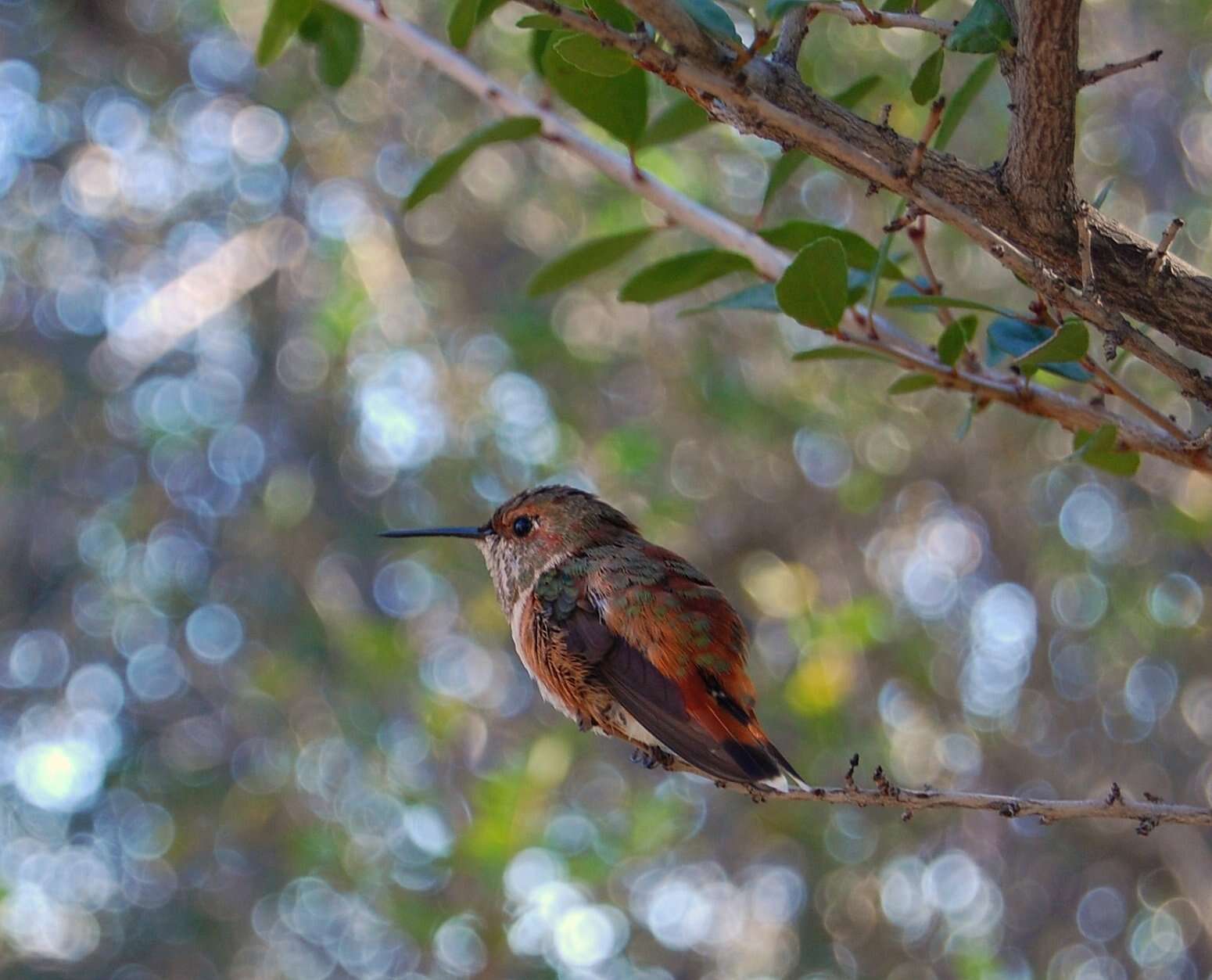 Image de Colibri roux