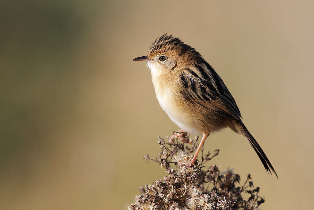 Image of Cisticola Kaup 1829