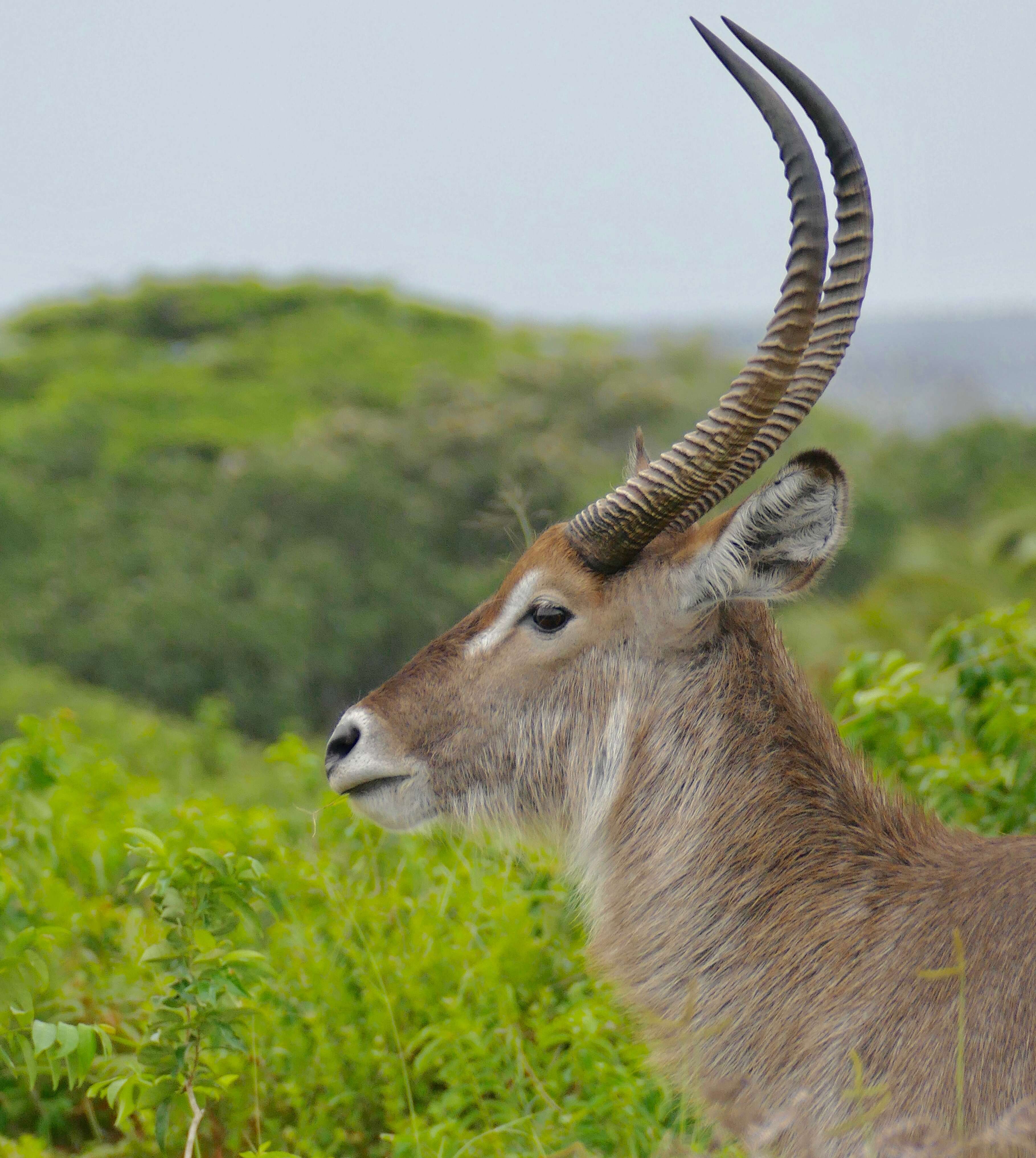 Image of Reduncinae