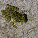 Image of Ishikawa's Frog