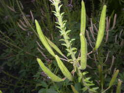 Image of redwhisker clammyweed