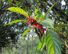 Image de Drymonia rubra C. V. Morton