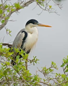 Image of Cocoi Heron