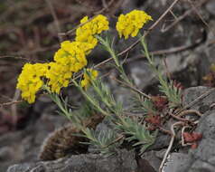 Sivun Alyssum montanum subsp. montanum kuva