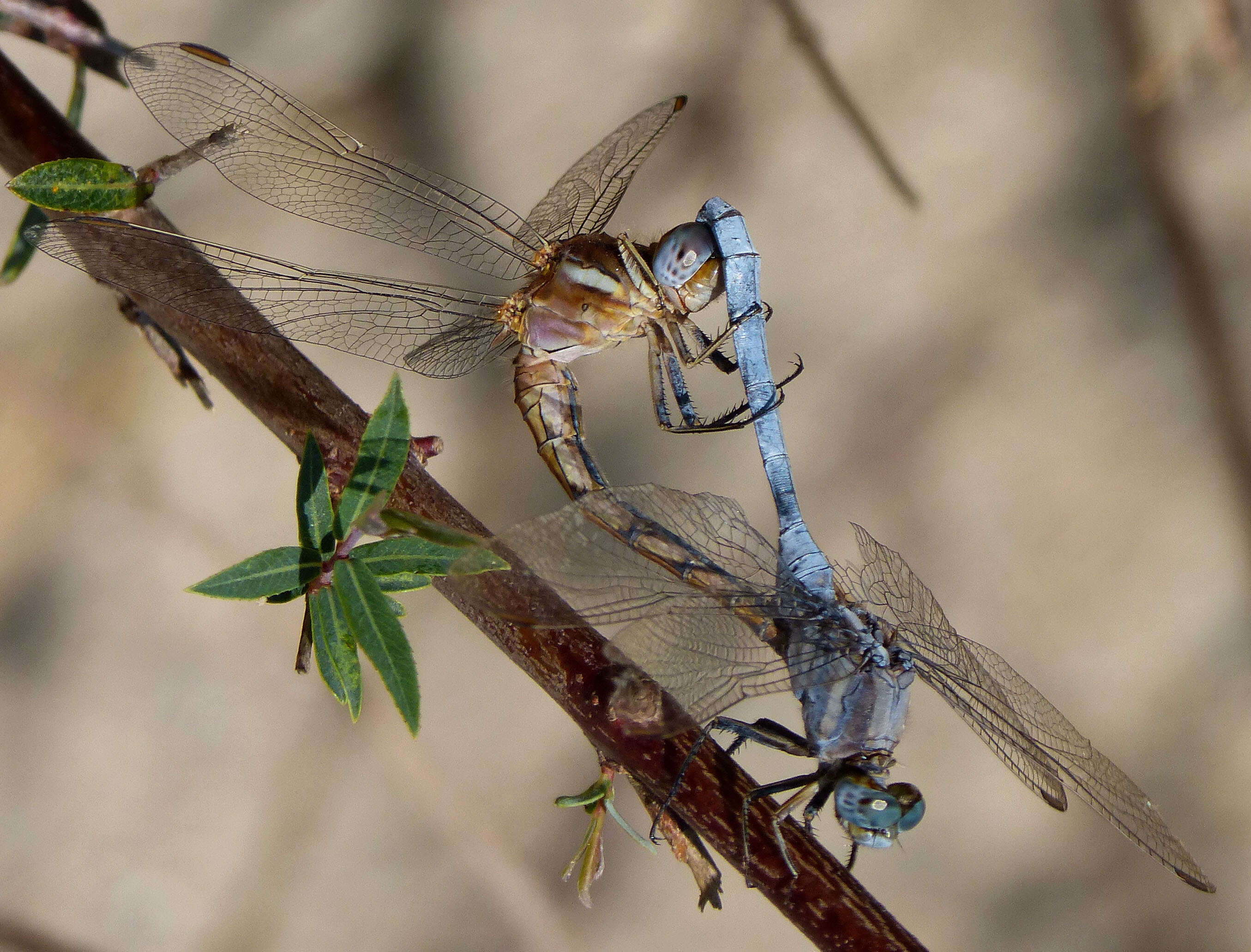 Image of Skimmers (Dragonflies)